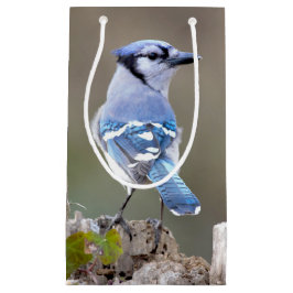 Cute Blue Jay Songbird på Treestump