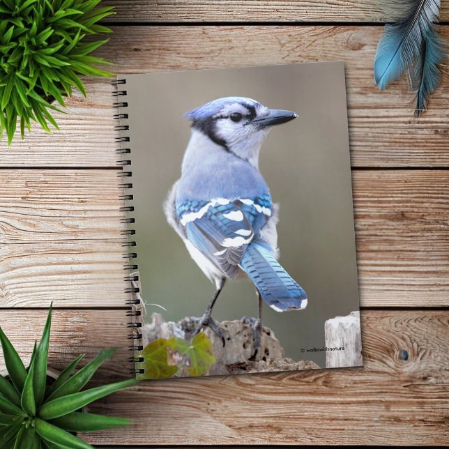 Cute Blue Jay Songbird på Treestump Anteckningsbok (Blue Jay Strikes a Pose on the Stump Journal Cover Photo)