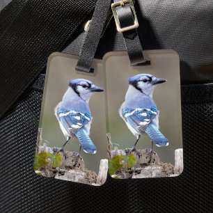 Cute Blue Jay Songbird på Treestump Bagagebricka