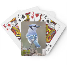 Cute Blue Jay Songbird på Treestump