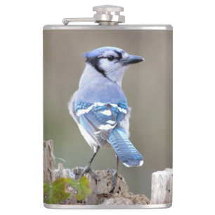Cute Blue Jay Songbird på Treestump Fickplunta