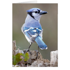 Cute Blue Jay Songbird på Treestump Hälsningskort