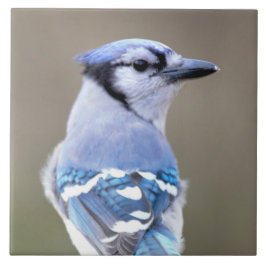 Cute Blue Jay Songbird på Treestump Kakelplatta