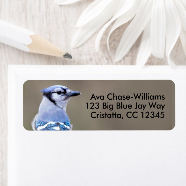 Cute Blue Jay Songbird på Treestump Returadress Etikett (Insitu)