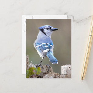 Cute Blue Jay Songbird på Treestump Vykort