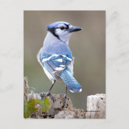 Cute Blue Jay Songbird på Treestump Vykort