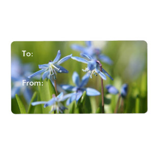 Cute Blue Scilla blommor Fraktsedel