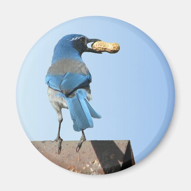 Cute Blue SCrub Jay Bird & Peanut Magnet (Framsidan)