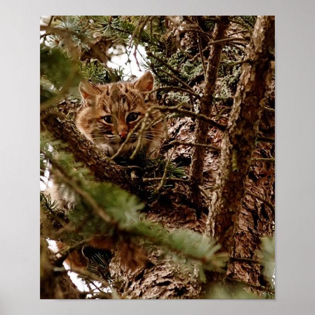 Cute Bobcat Kitten i en Träd-Poster Poster (Framsidan)