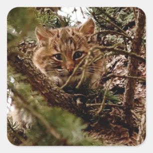 Cute Bobcat Kitten i Träd Fyrkantigt Klistermärke