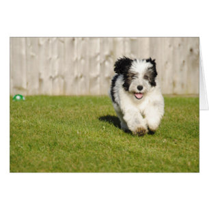 Cute Bobtail Sheepdog Hälsningskort