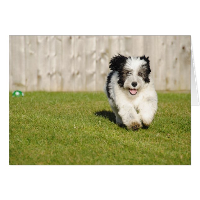 Cute Bobtail Sheepdog Hälsningskort (Framsidan Horizontal)