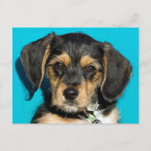 Cute Borkie Puppy Vykort