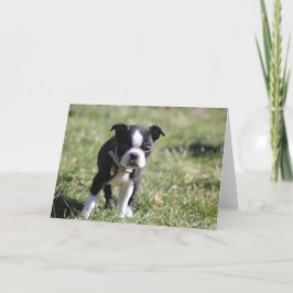 Cute Boston Terrier Blank Tack Kort