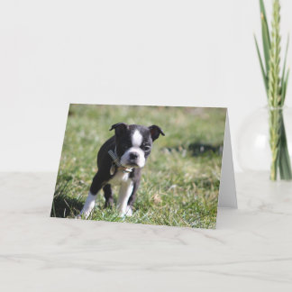 Cute Boston Terrier Blank Tack Kort