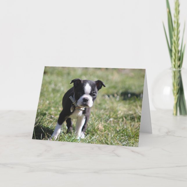 Cute Boston Terrier Blank Tack Kort (Framsida)