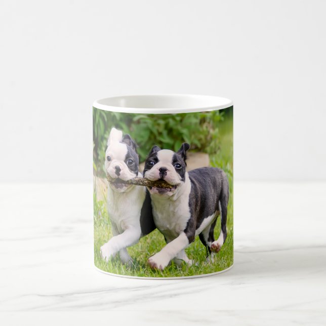 Cute Boston Terrier hundar-valpar som spelar upp Kaffemugg (Center)