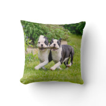 Cute Boston Terrier hundar-valpar som spelar upp