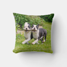 Cute Boston Terrier hundar-valpar som spelar upp Kudde