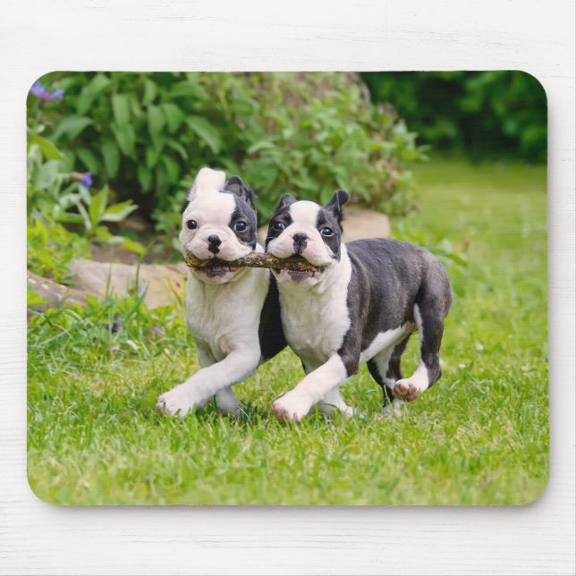 Cute Boston Terrier hundar-valpar som spelar upp Musmatta (Framsidan)