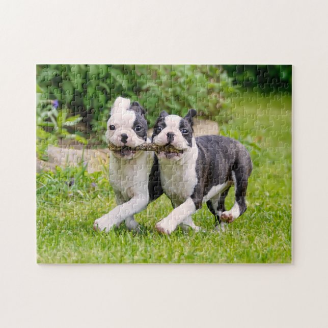 Cute Boston Terrier hundar-valpar som spelar upp Pussel (Horisontell)