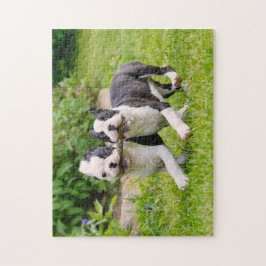Cute Boston Terrier hundar-valpar som spelar upp Pussel
