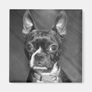 Cute Boston Terrier magnet