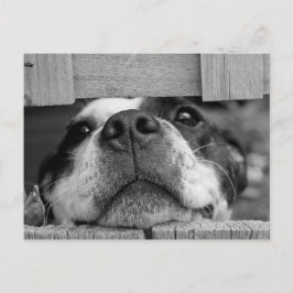 Cute Boston Terrier Puppy Closeup Vykort