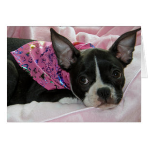 Cute Boston Terrier Puppy Hälsningskort