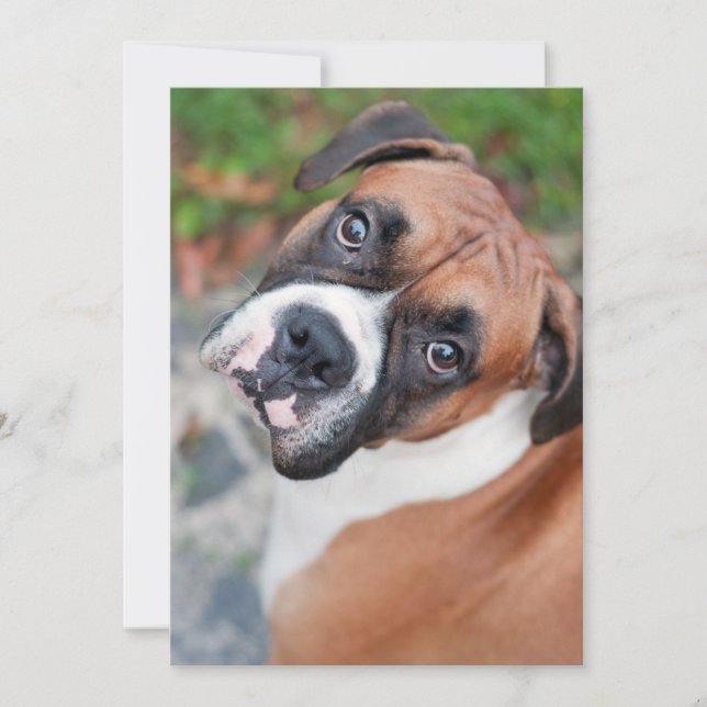 Cute boxer-hund (Framsida)