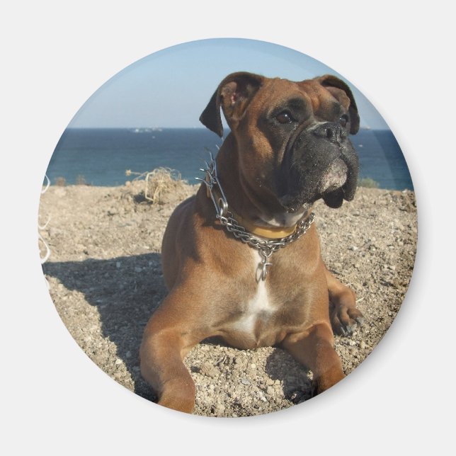 Cute Boxer Hund Magnet (Framsidan)