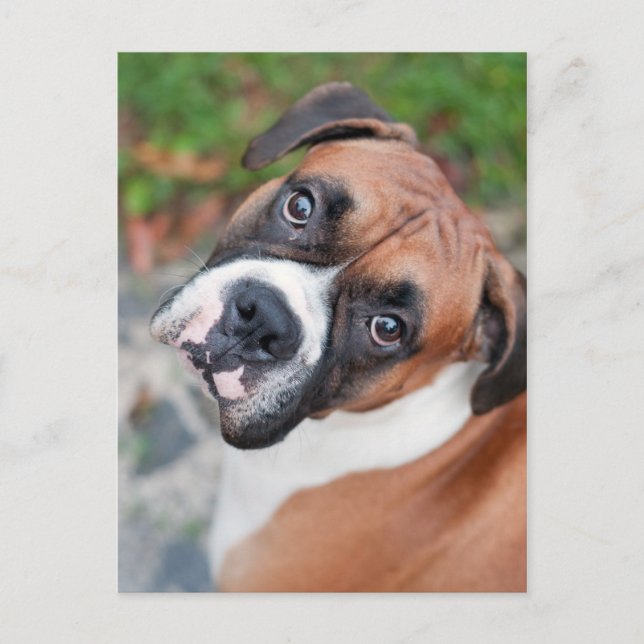 Cute boxer-hund vykort (Framsida)