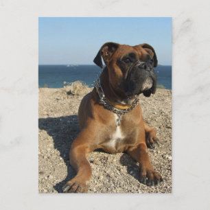 Cute Boxer Hund-vykort Vykort