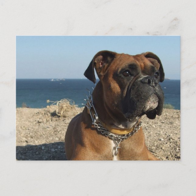 Cute Boxer Hund-vykort Vykort (Framsida)