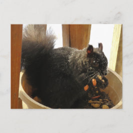 Cute Bright Eyed Black Squirrel EEG-jordnötter Vykort