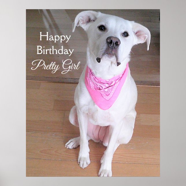 Cute Bright Ögon White Hund med Rosa Birthday Poster (Framsidan)