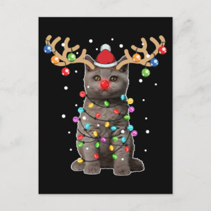 Cute British Shorthair Cat Funny jul-Helgdag Vykort