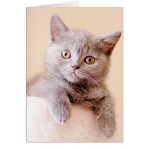 Cute British Shorthair Cat Hälsningskort