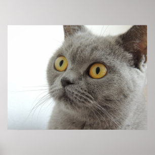 Cute British Shorthair cat Poster