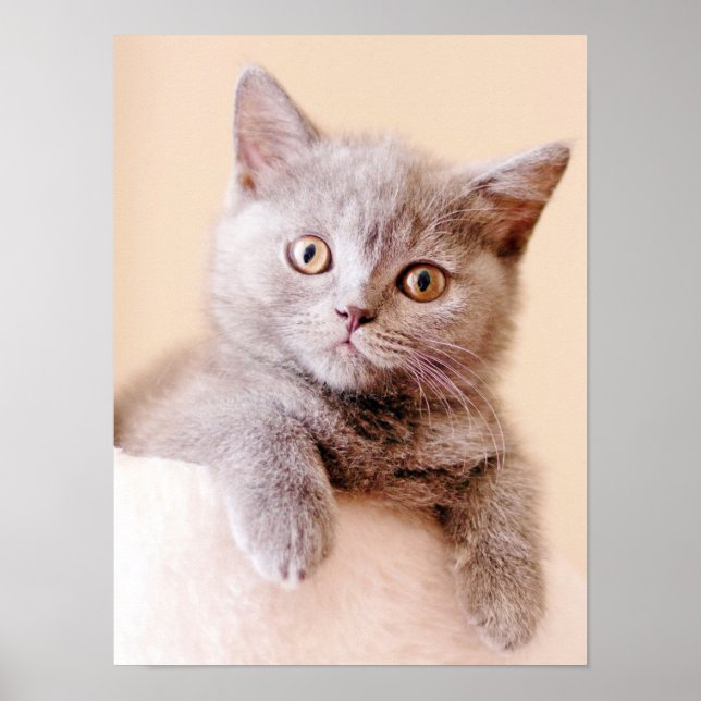 Cute British Shorthair Cat Poster (Framsidan)