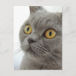 Cute British Shorthair cat Vykort