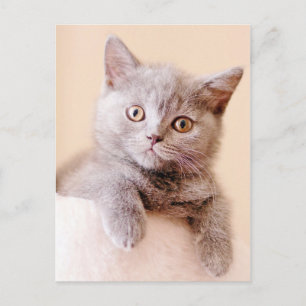 Cute British Shorthair Cat Vykort