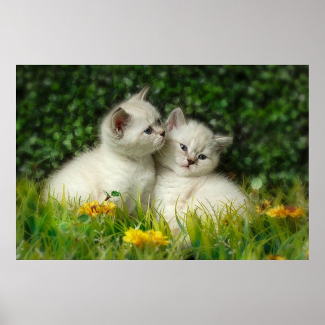 Cute British Shorthair Kittens in Garden Poster (Framsidan)