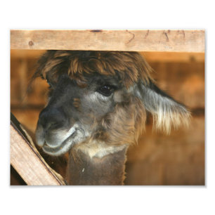 Cute Brown Alpaca 10x8-husdjur Fototryck