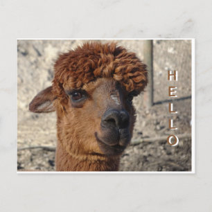 Cute Brown Alpáca Cust. HEJ vykort