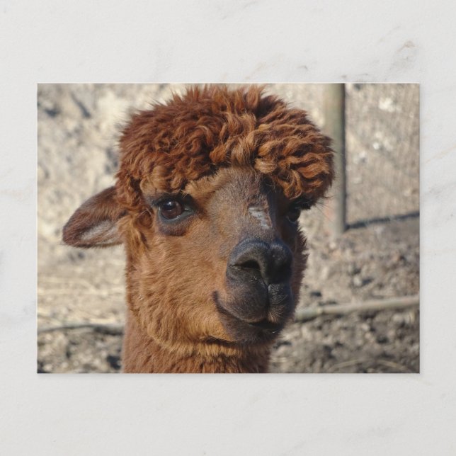 Cute Brown Alpáca DIY-vykort Vykort (Framsida)