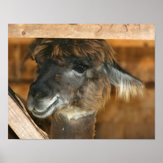 Cute Brown Alpaca Llama Farm Animal Poster (Framsidan)