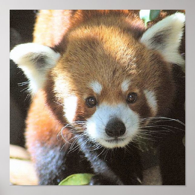 Cute Brown Bear Photo Poster (Framsidan)