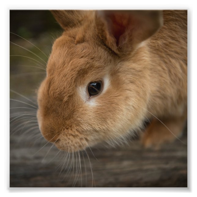 Cute Brown bunny Fototryck (Framsidan)