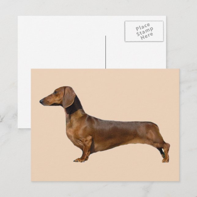 Cute Brown Dachshund Hund Vykort (Fram/baksida)